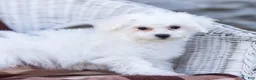 Bichon Frise dogs for sale: Lady (Tiny) - Ad 12