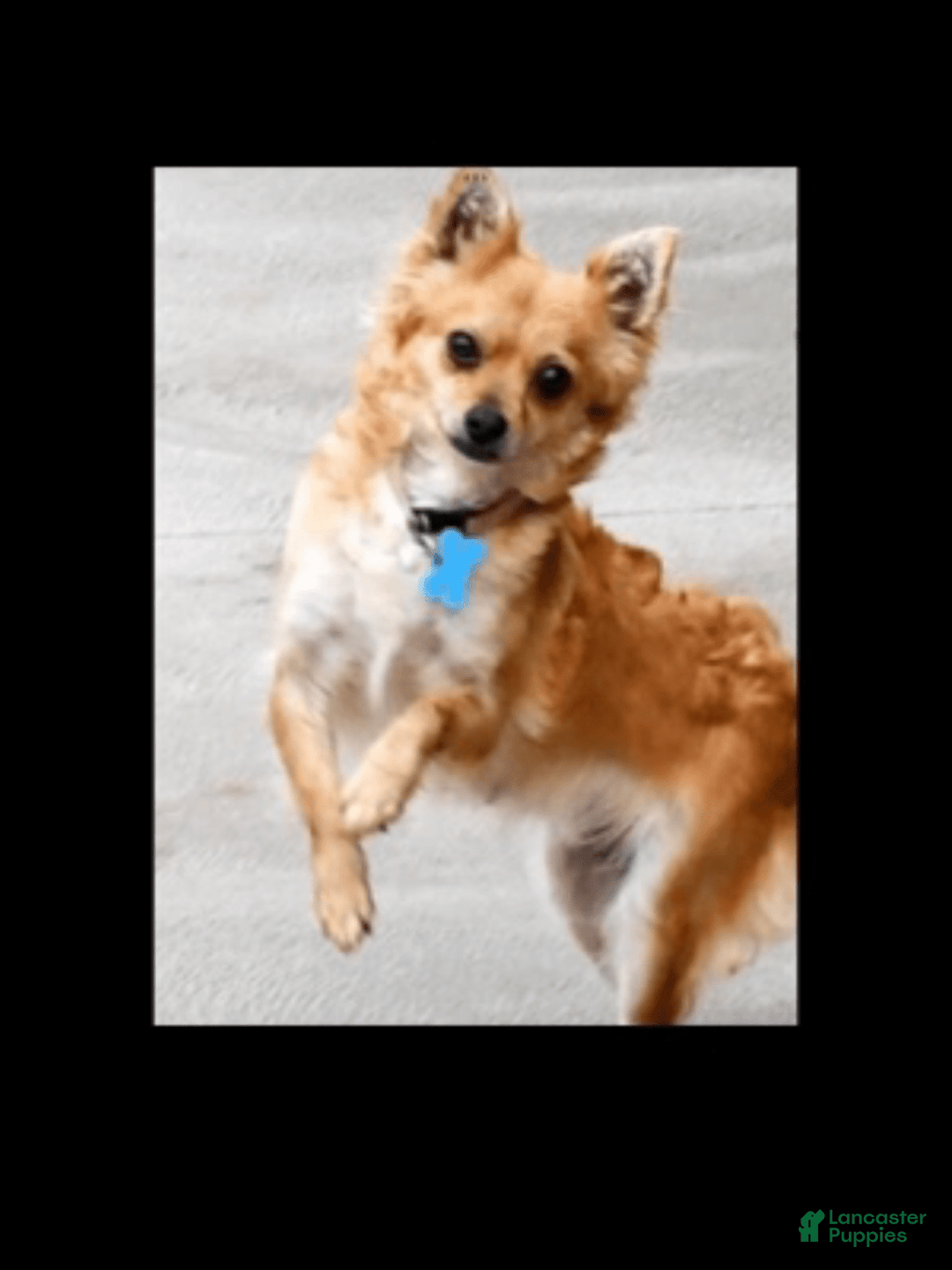 Gallery Image {{count}}