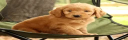 Mini Goldendoodle dogs for sale: Mark - Ad 8