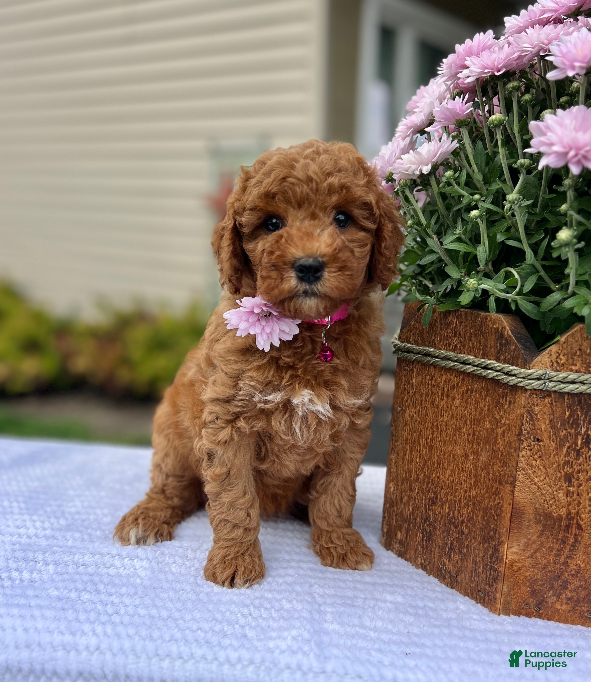 Mini Goldendoodle dogs Sadie - Ad 2