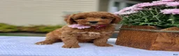 Mini Goldendoodle dogs for sale: Sadie - Ad 2