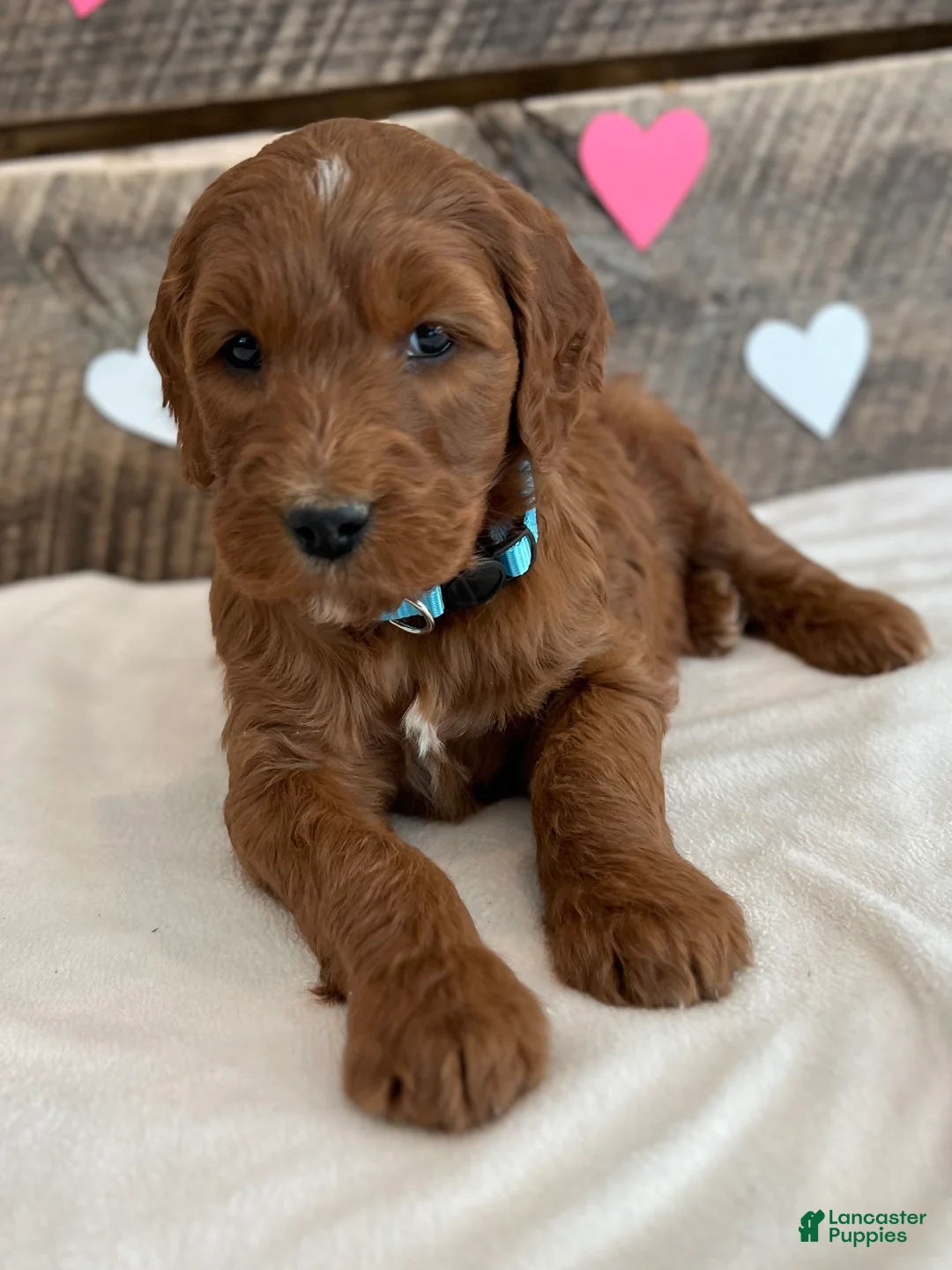 Irish Doodle dogs for sale: Ginger - Ad 12