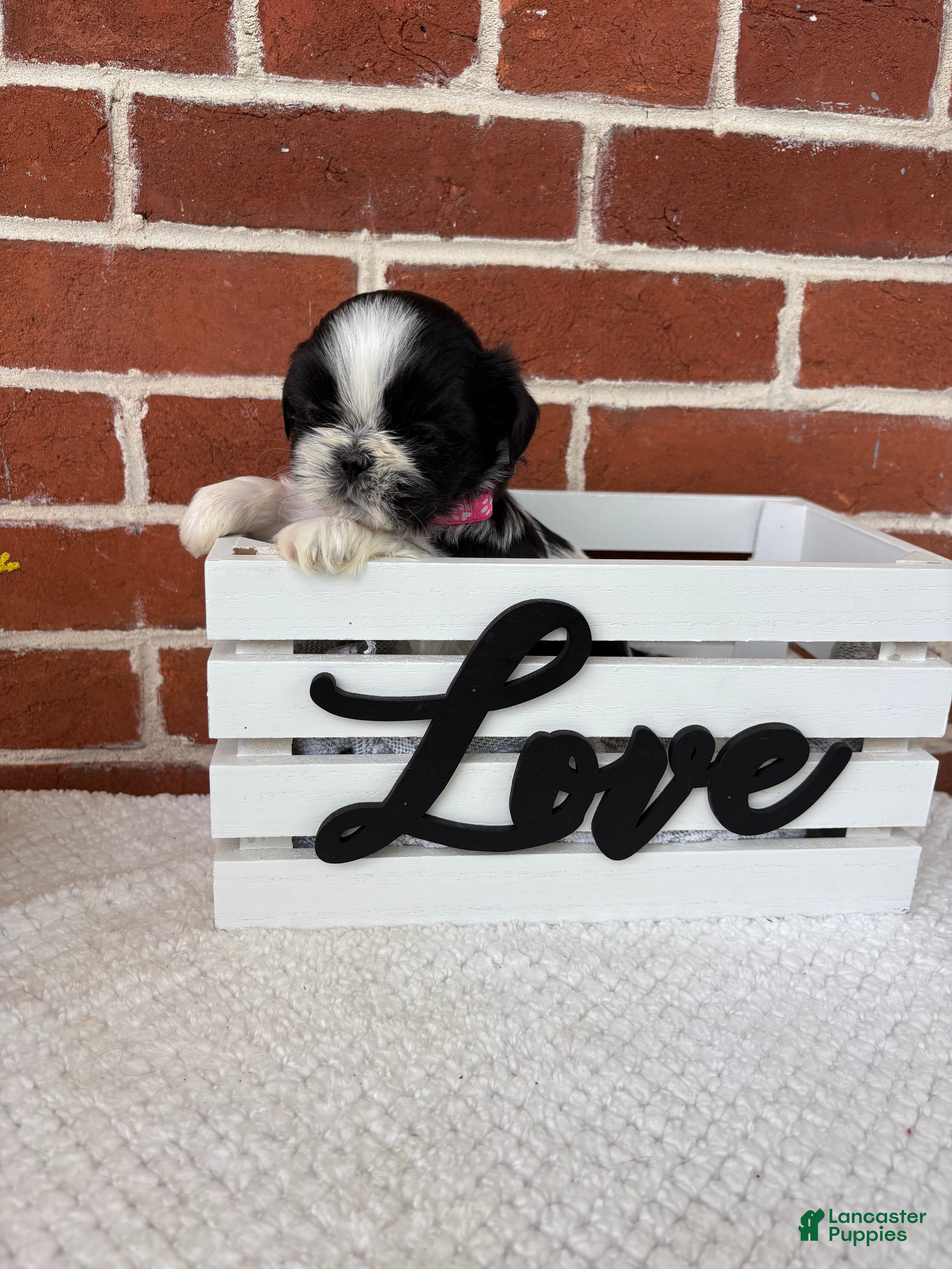 Shih Tzu dogs Lulu  - Ad 1