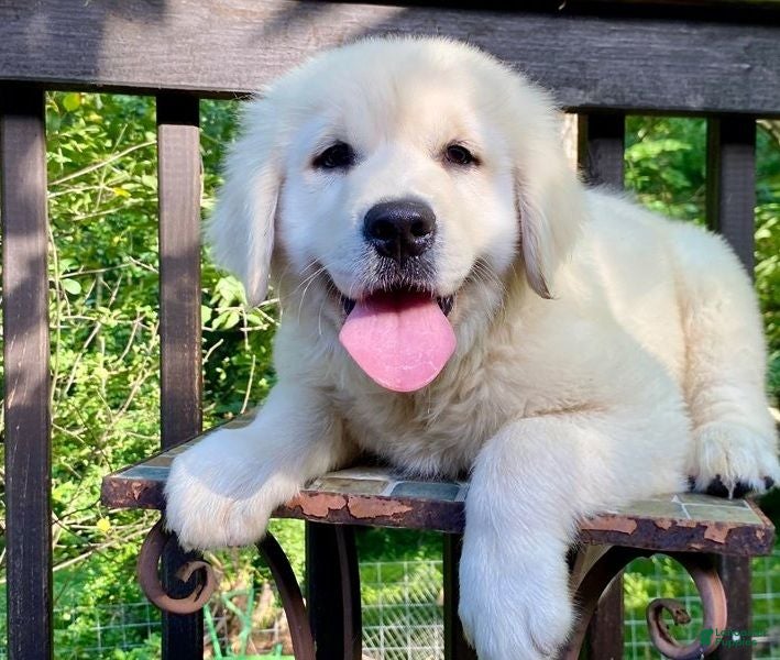 Golden Retriever dogs Golden Retriever 4 - Ad 36