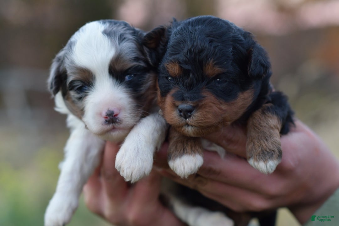 Mini Aussiedoodle dogs for sale: Bear - Ad 13