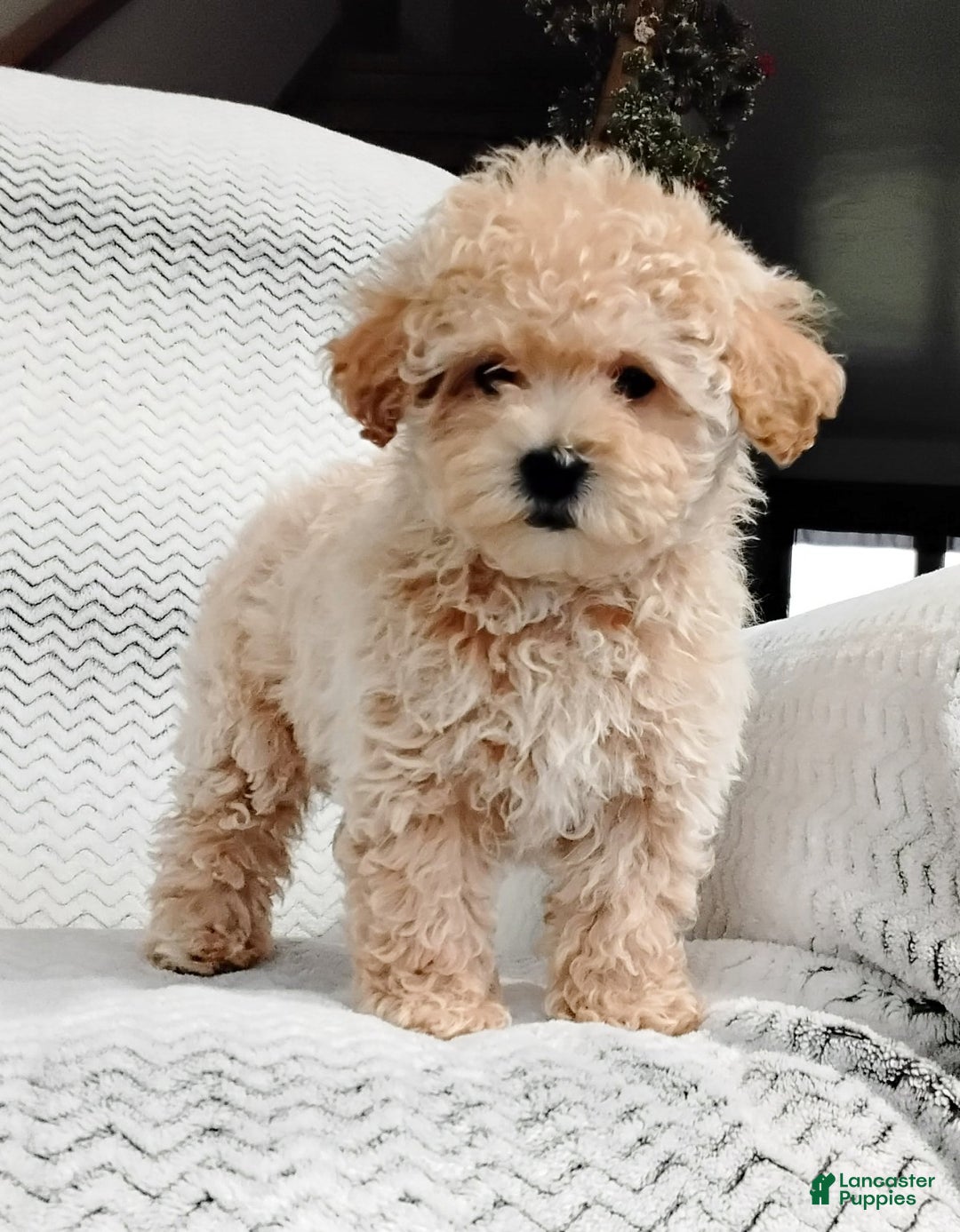 Maltipoo dogs for sale: Anita - Ad 3