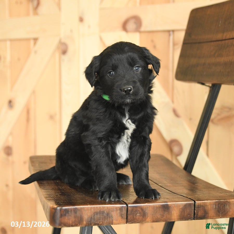 Mixed Breed dogs Rex - Ad 2