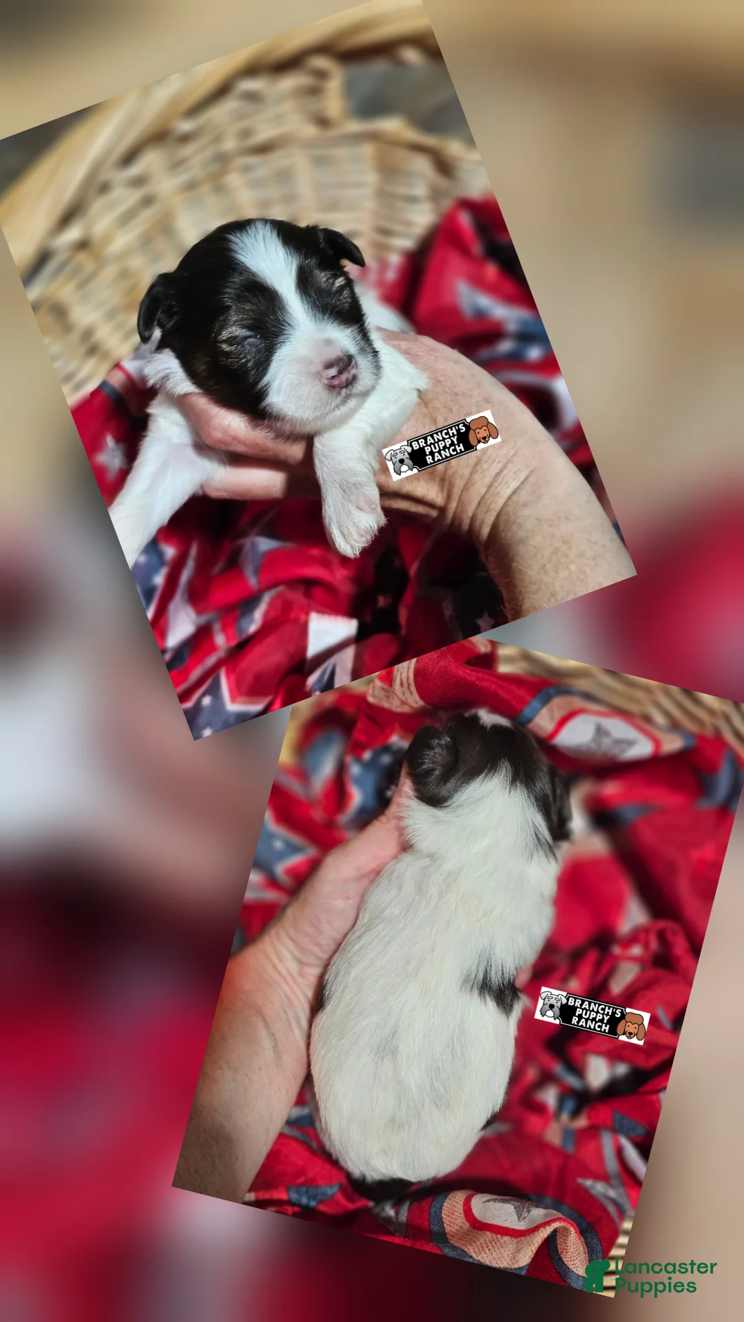 Miniature Schnauzer dogs for sale: Miniature Schnauzer 5 - Ad 1