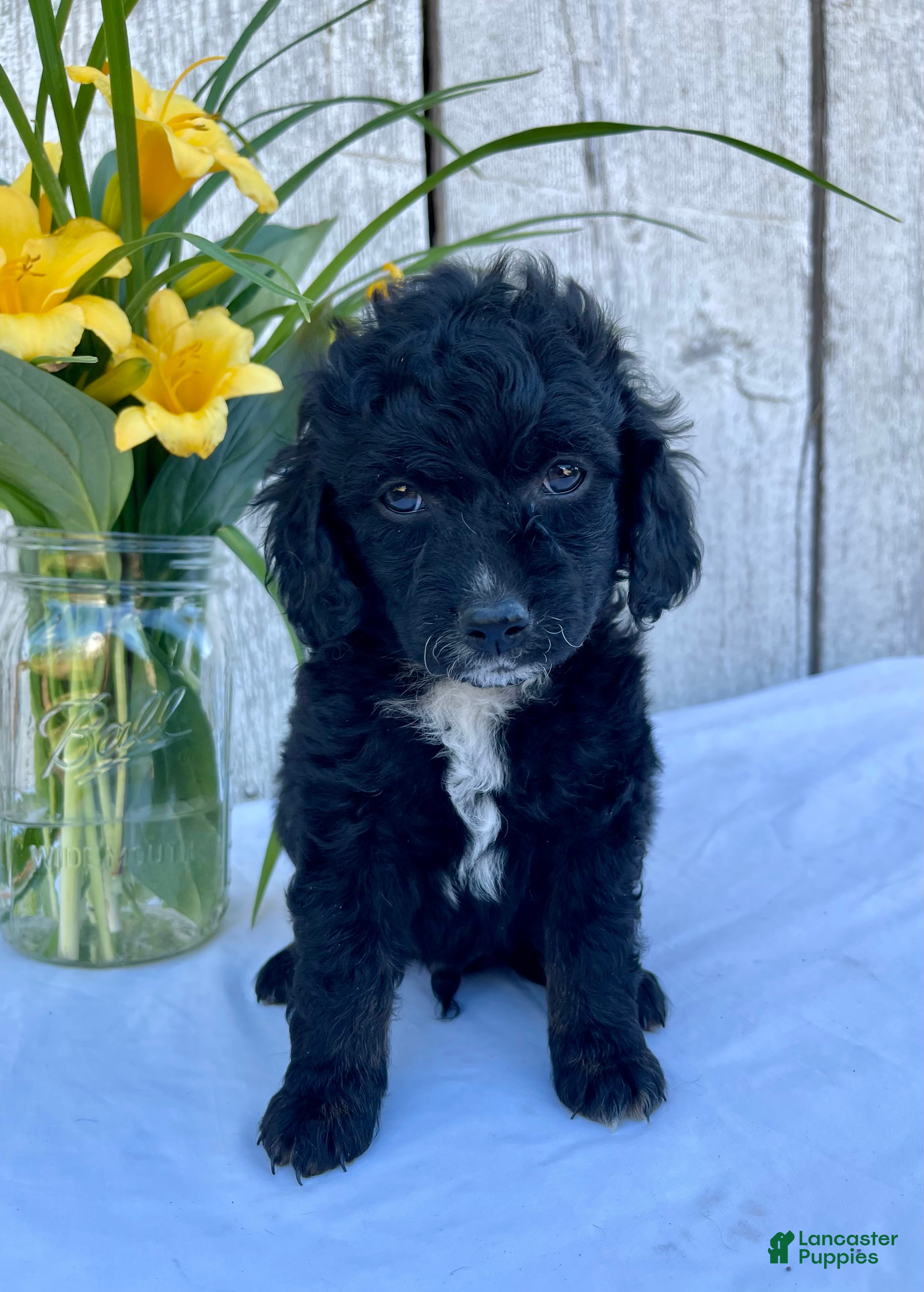 Cockapoo dogs Milo - Ad 2