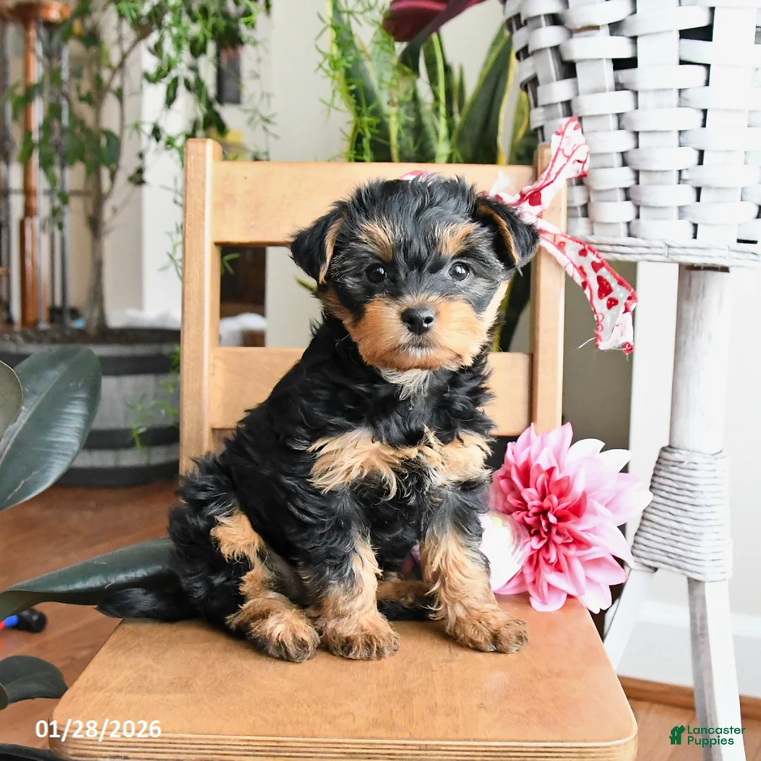 Yorkiepoo dogs for sale: Frisky - Ad 1