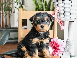 Yorkiepoo dogs Frisky - Ad 37