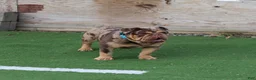 English Bulldog dogs for sale: Crinkles - Ad 7