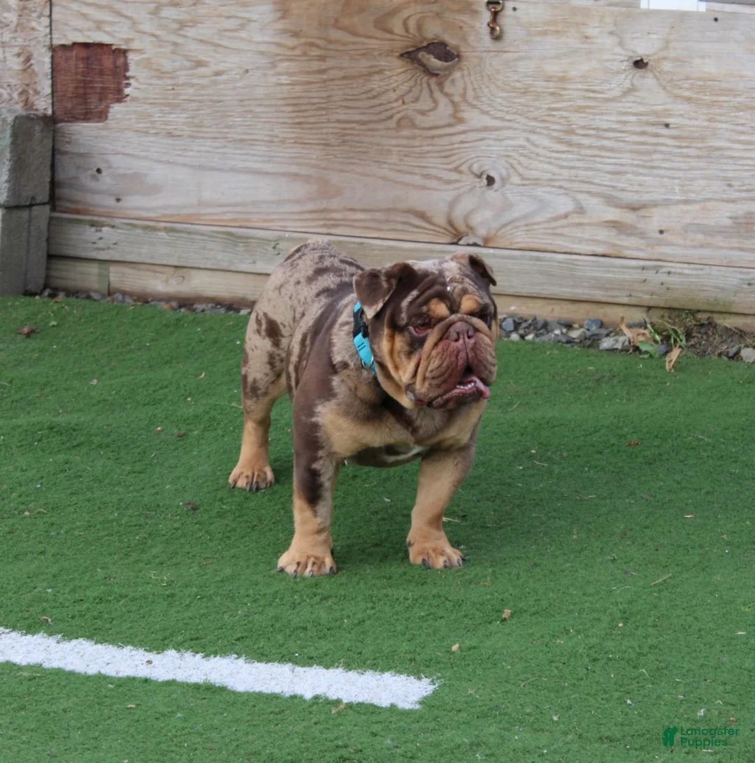 English Bulldog dogs for sale: Crinkles - Ad 7