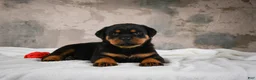 Rottweiler dogs for sale: Cinnanmon 🐾  - Ad 4