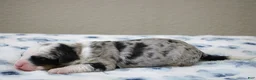 Mini Bernedoodle dogs for sale: Scottie  - Ad 4
