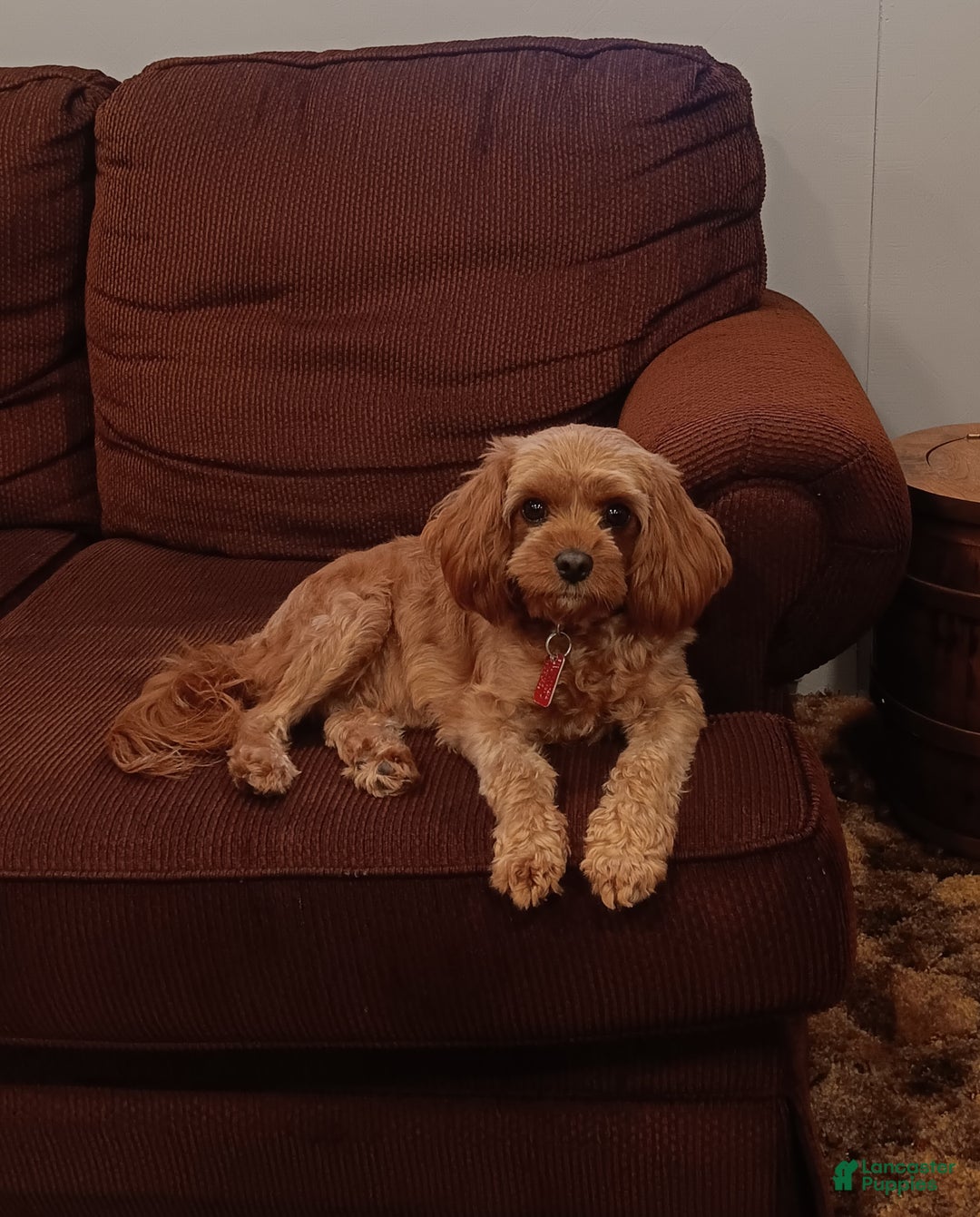 Cavapoo dogs for sale: Cocoa - Ad 3