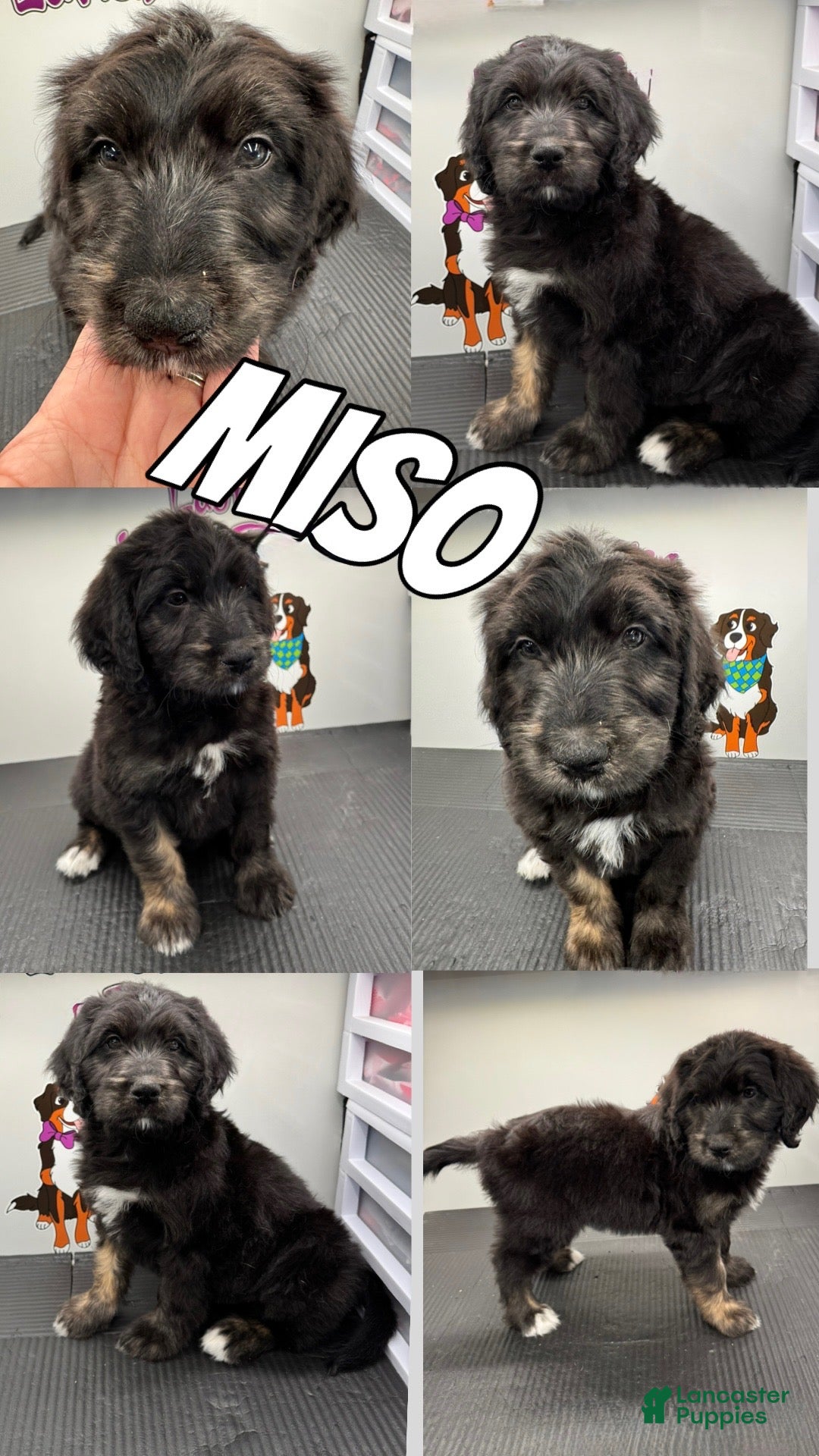 Bernedoodle dogs Bernedoodle Puppy 4 - Ad 33