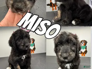 Bernedoodle dogs Bernedoodle Puppy 4 - Ad 13