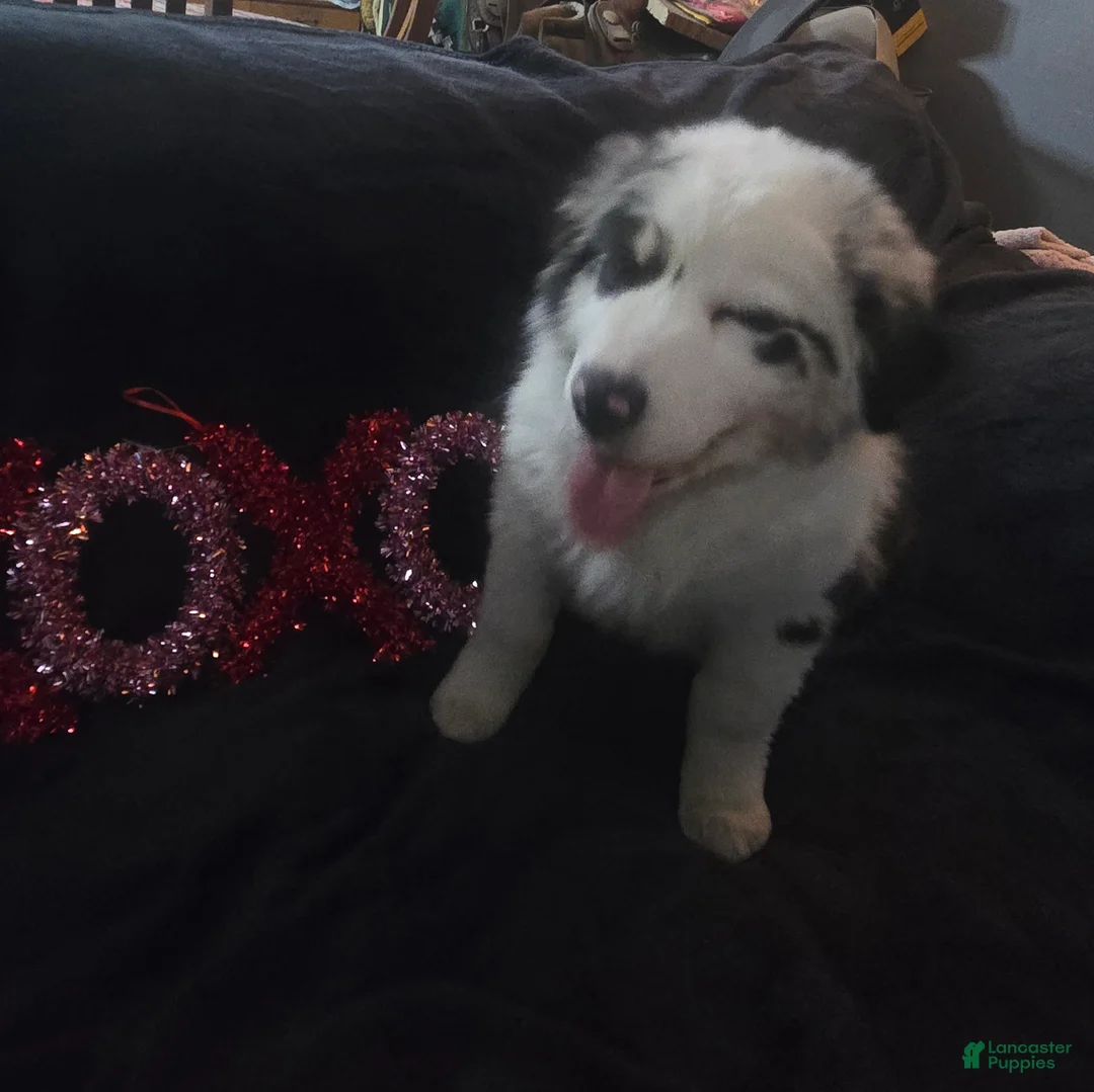 Australian Shepherd dogs for sale: Bluey - Australian Shepherd Puppy 2 - Ad 1