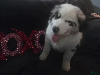 Australian Shepherd dogs Bluey - Australian Shepherd Puppy 2 - Ad 34