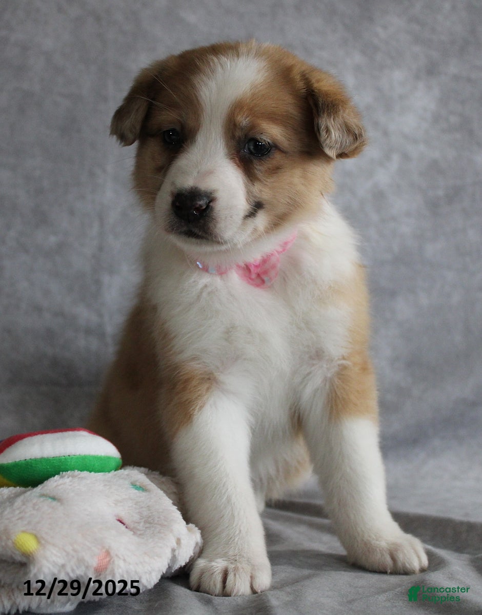 Mixed Breed dogs Amber - Ad 39