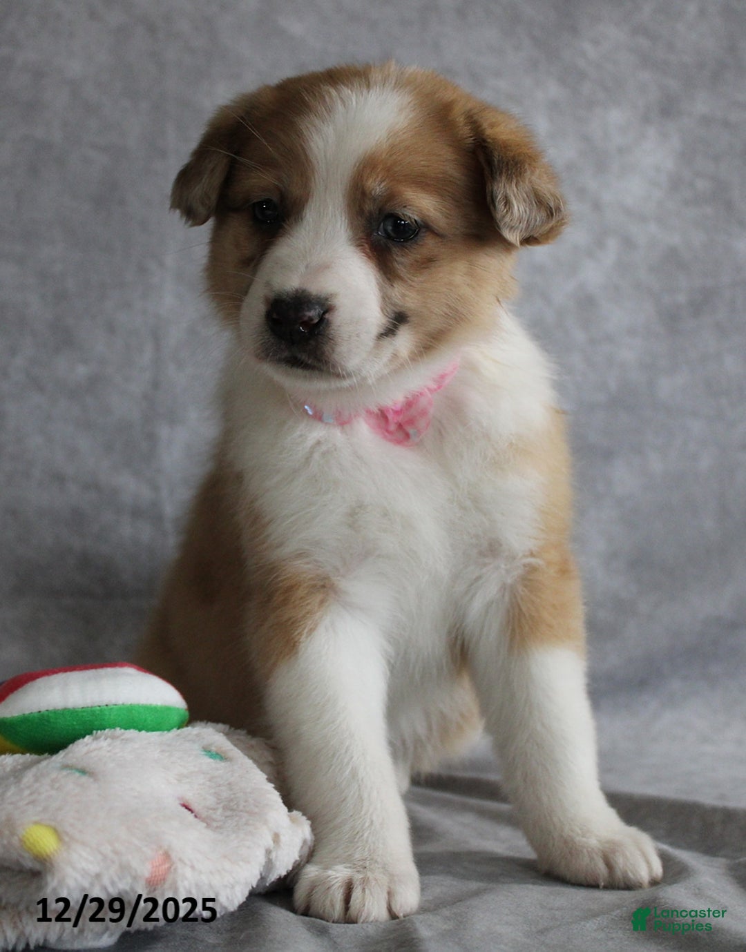 Mixed Breed dogs for sale: Amber - Ad 1