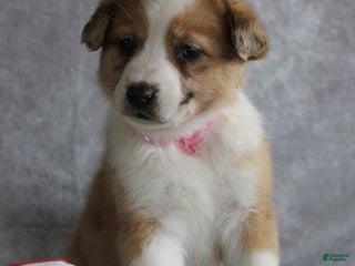 Mixed Breed dogs Amber - Ad 39