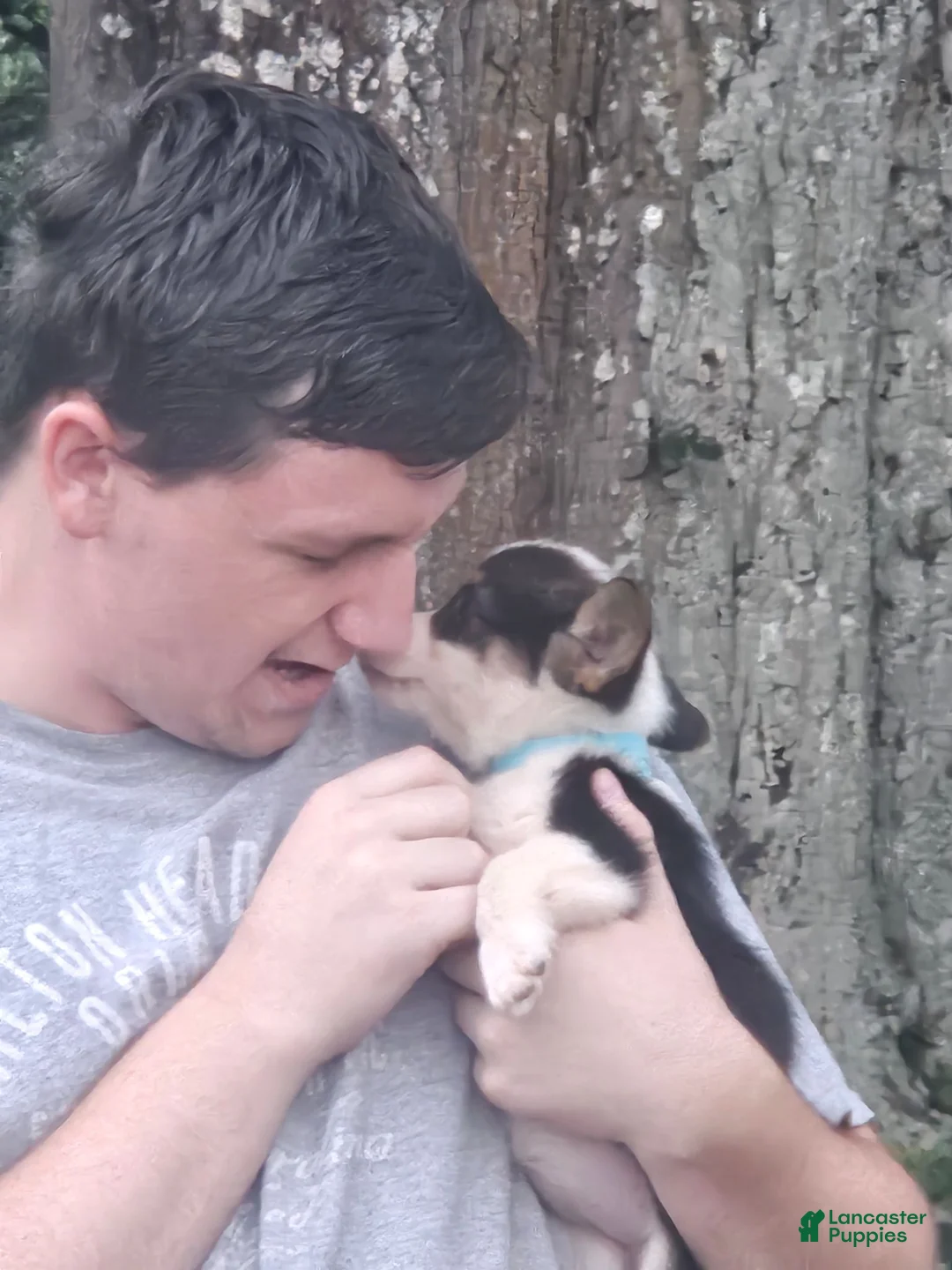 Welsh Corgi Pembroke dogs for sale: Teal Female - Ad 1