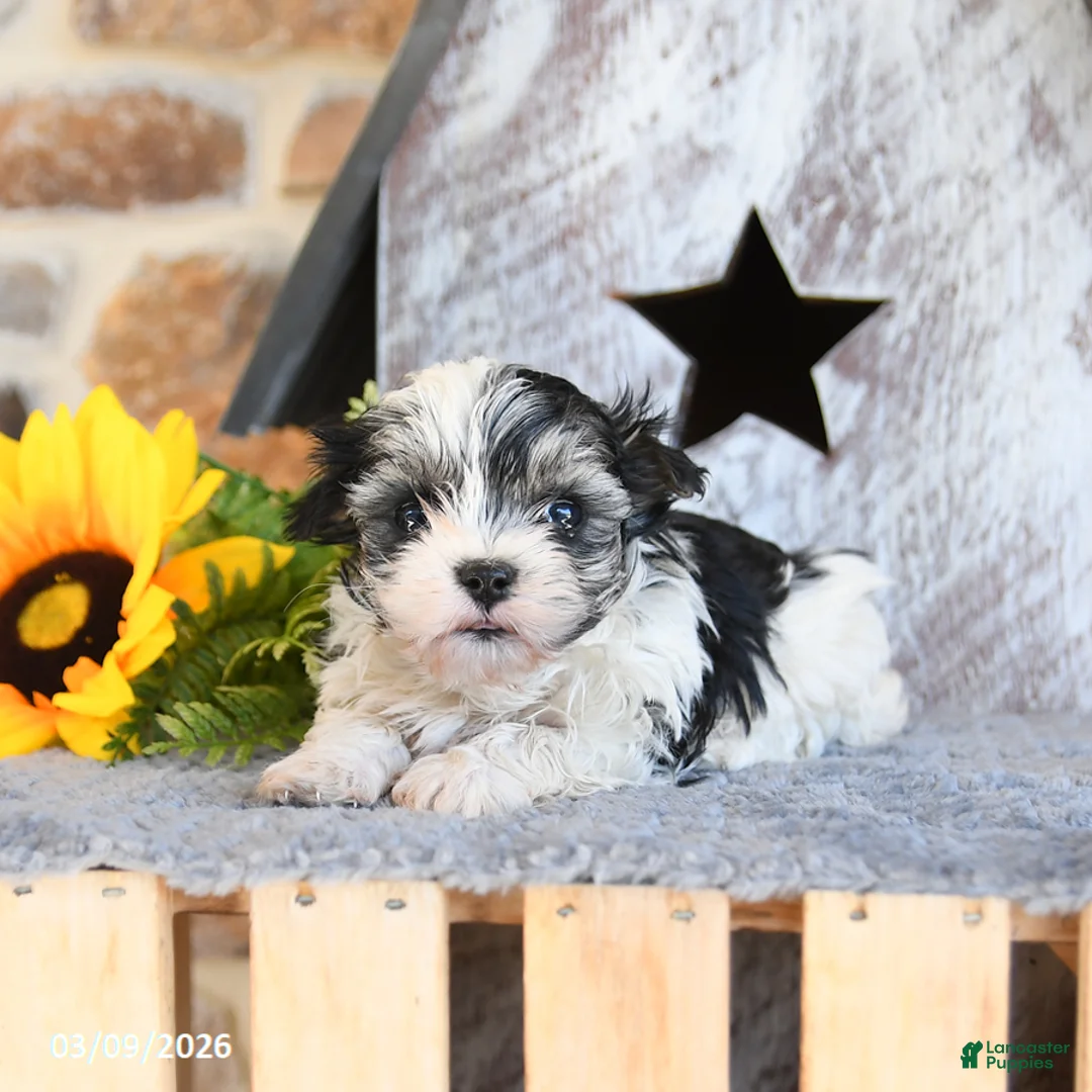 Maltipom dogs for sale: Muffin - Ad 5