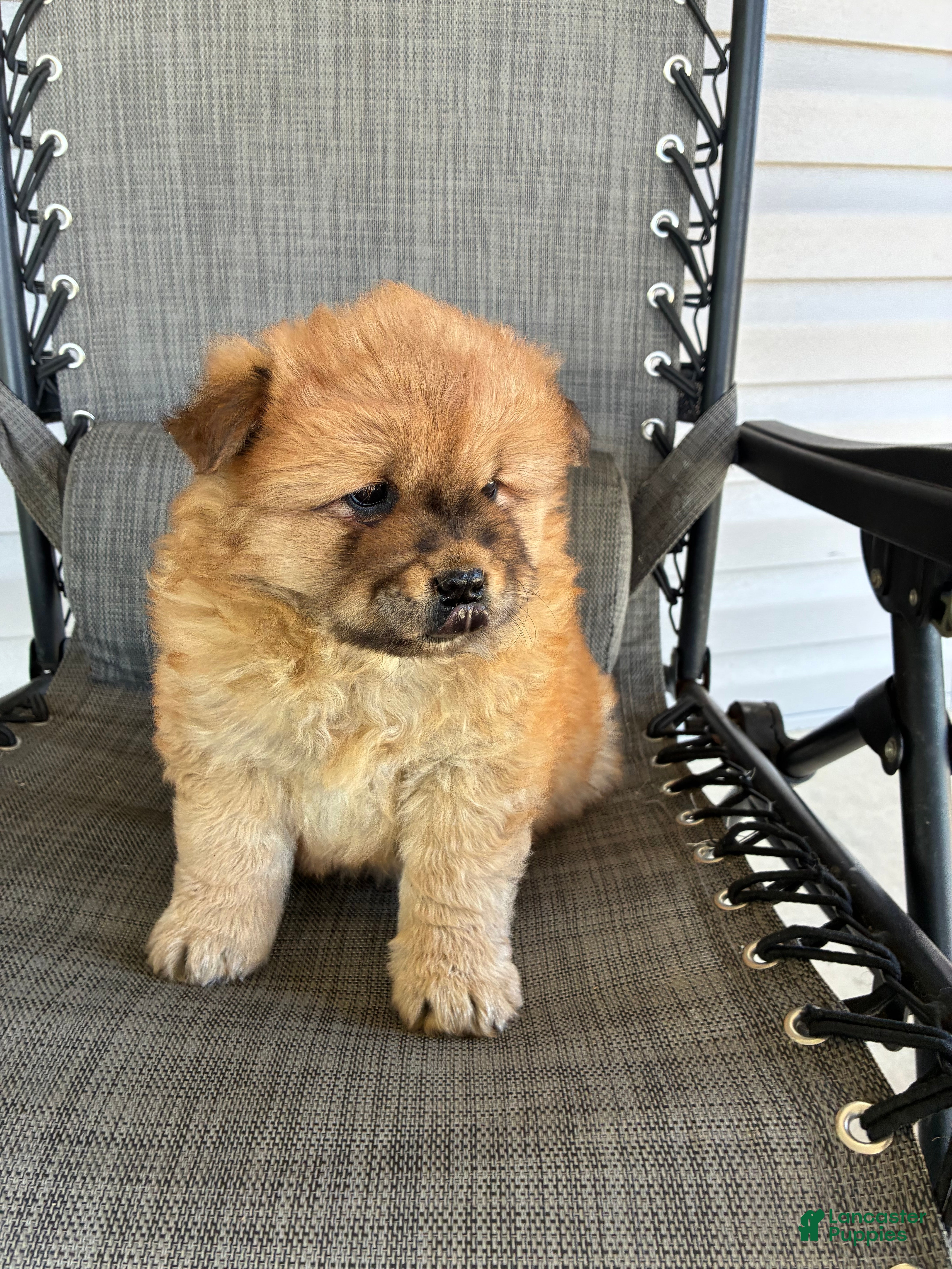 Chow Chow dogs Lila - Ad 1