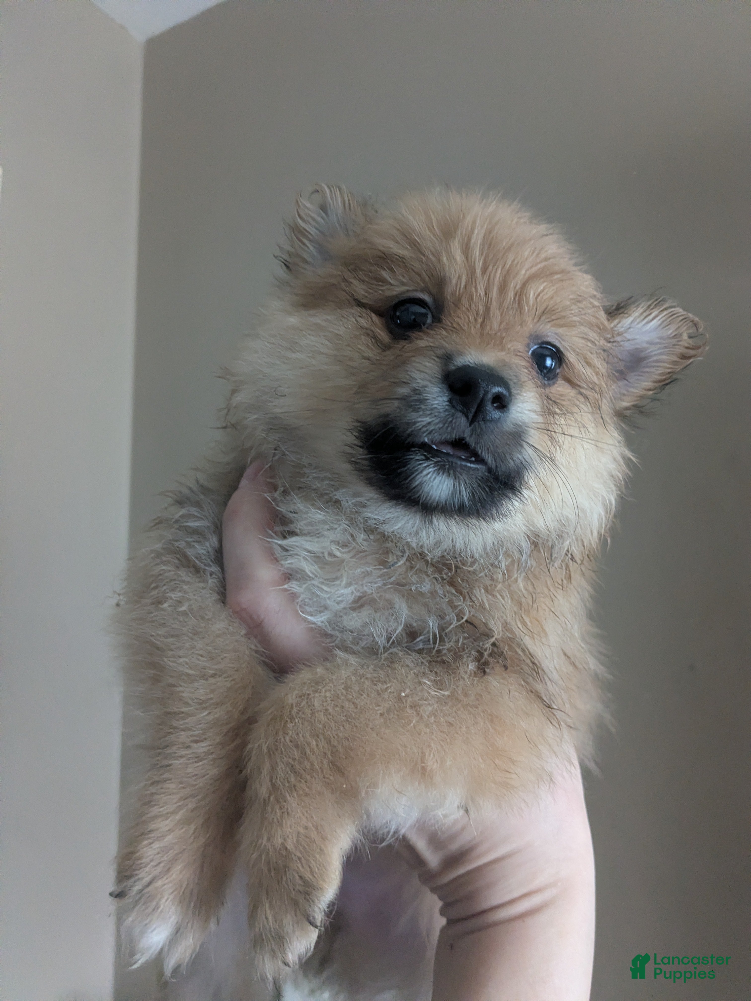 Mixed Breed dogs Mixed Breed 1 - Ad 10