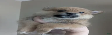 Mixed Breed 1