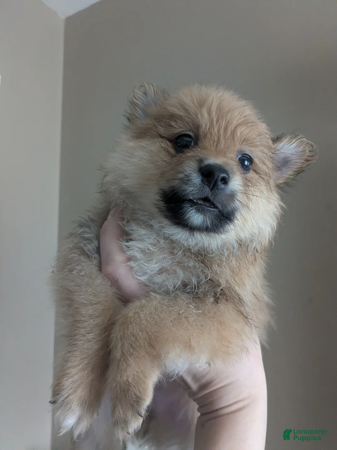 Mixed Breed dogs for sale: Mixed Breed 1 - Ad 1