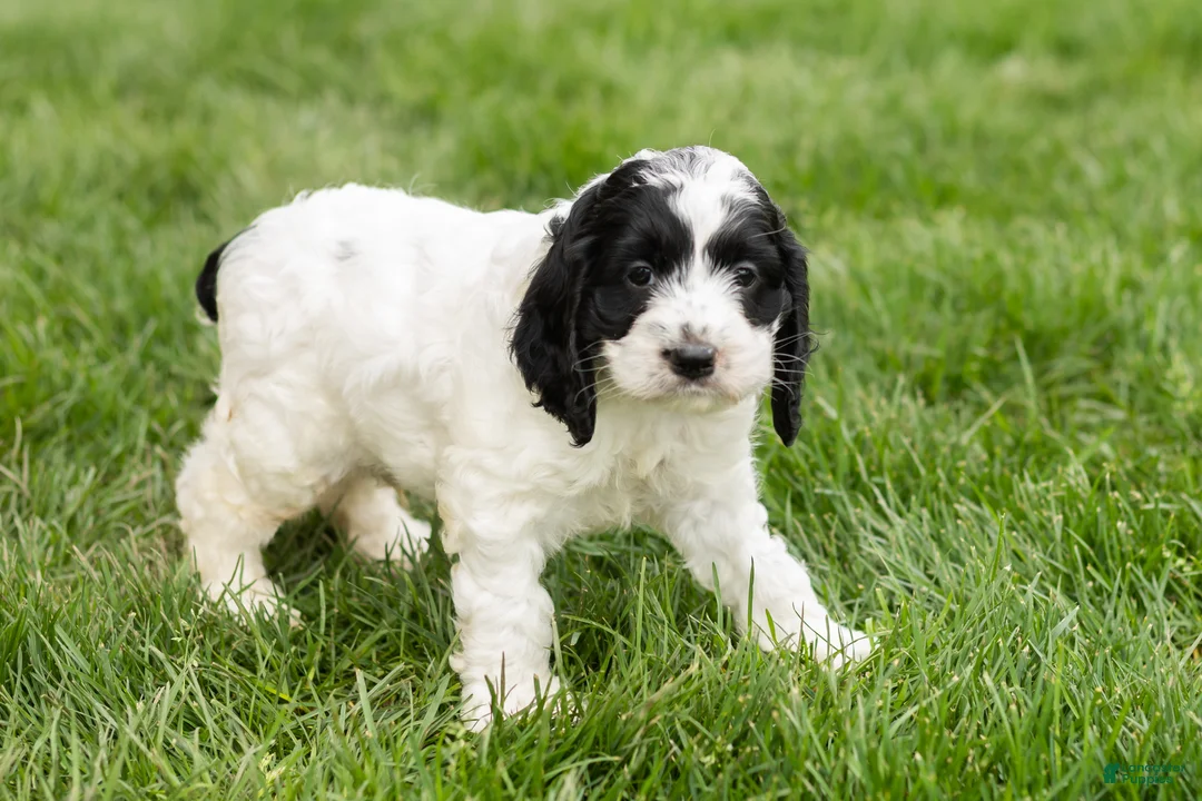 Cockapoo dogs for sale: Jesse - Ad 1