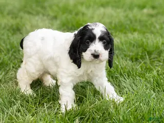 Cockapoo dogs Jesse - Ad 18