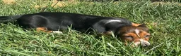 Basset Hound dogs for sale: Basset Hound 1 - Ad 3