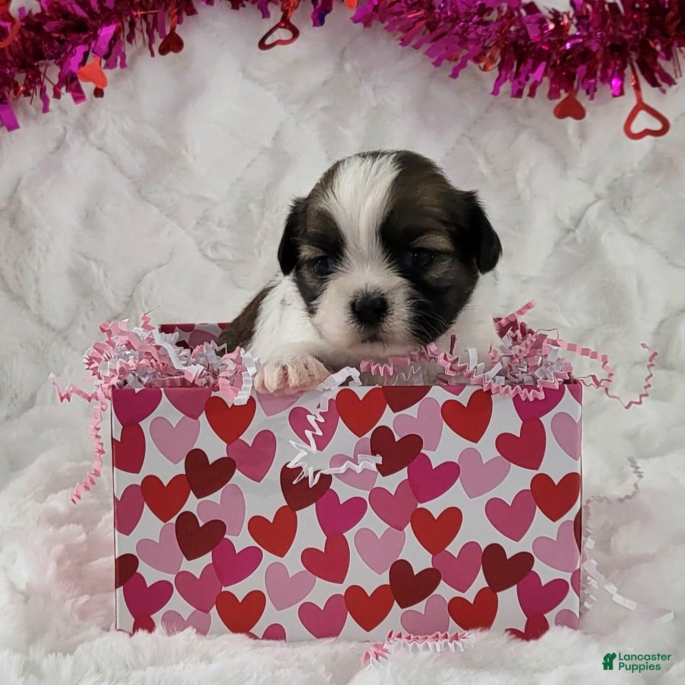 Teddy Bear dogs Bubbles  - Ad 12