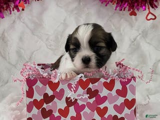 Teddy Bear dogs Bubbles - Ad 12