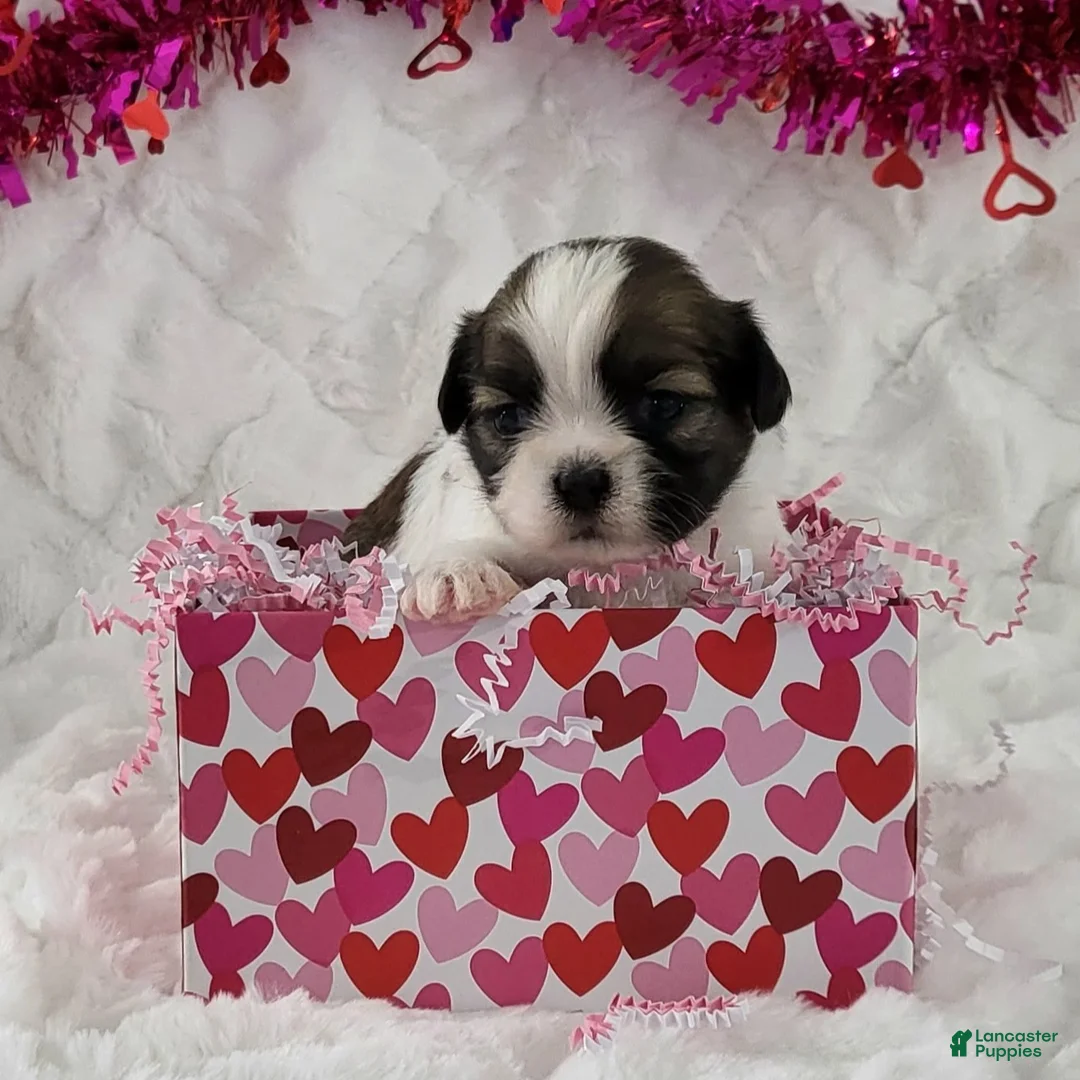 Teddy Bear dogs for sale: Bubbles  - Ad 2