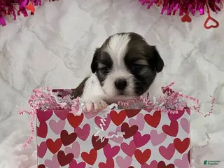 Teddy Bear dogs Bubbles - Ad 34