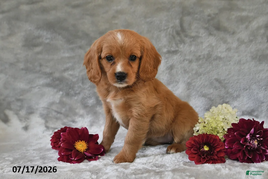 Cavapoo dogs for sale: Kylie - Ad 1