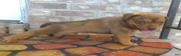 American Bully dogs for sale: "SNOOP DOGG" LILAC TRI COLOR - Ad 4