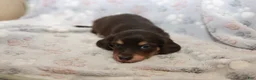 Miniature Dachshund dogs for sale: Timmy - Ad 2