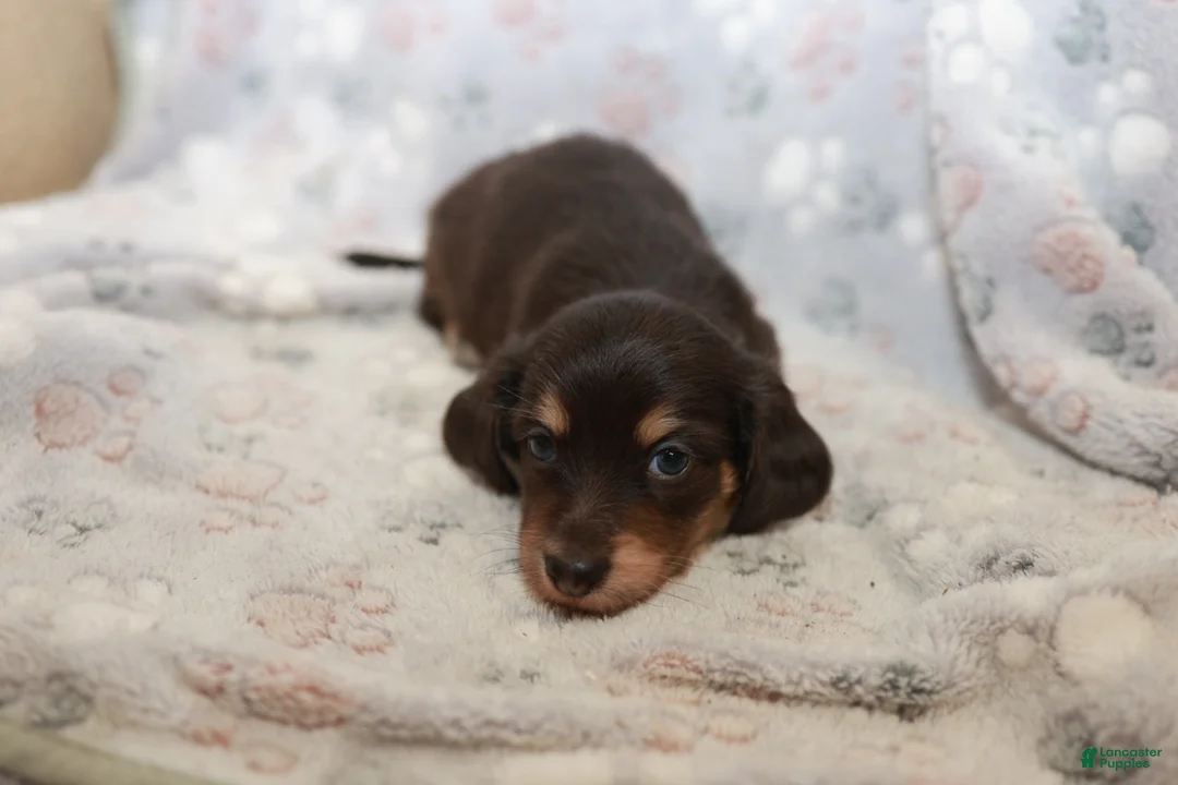 Miniature Dachshund dogs for sale: Timmy - Ad 2