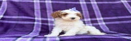 Cavapoo dogs for sale: Sapphire  - Ad 9