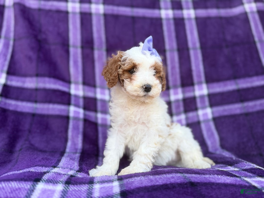 Cavapoo dogs for sale: Sapphire  - Ad 9