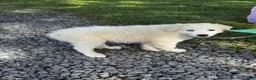Great Pyrenees dogs for sale: Greta - Ad 5