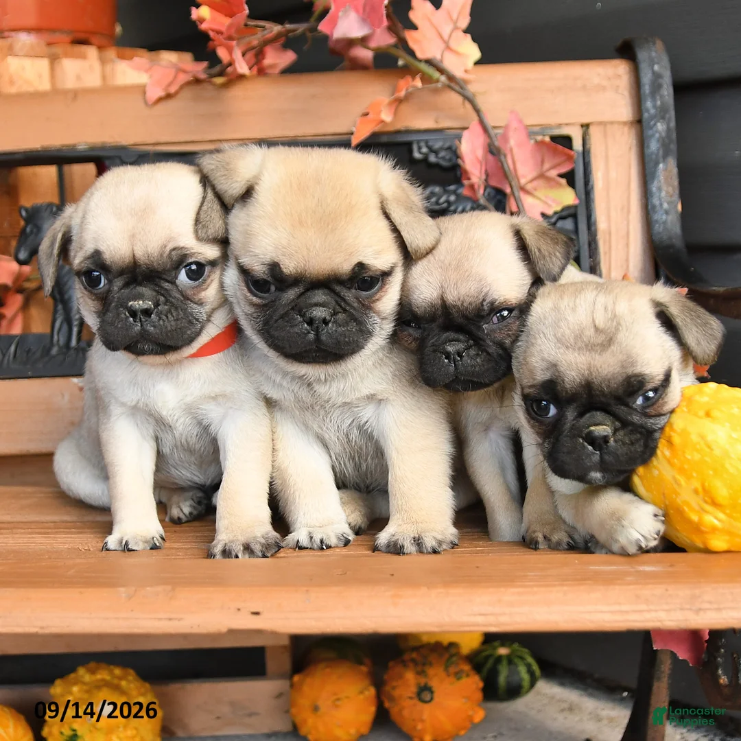 Pug dogs for sale: Billy - Ad 5