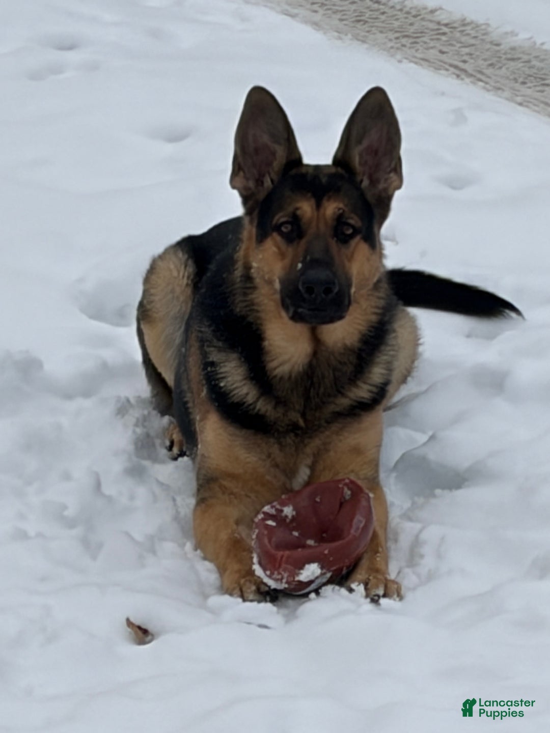 German Shepherd dogs for sale: German Shepherd Puppy 7 - Ad 5