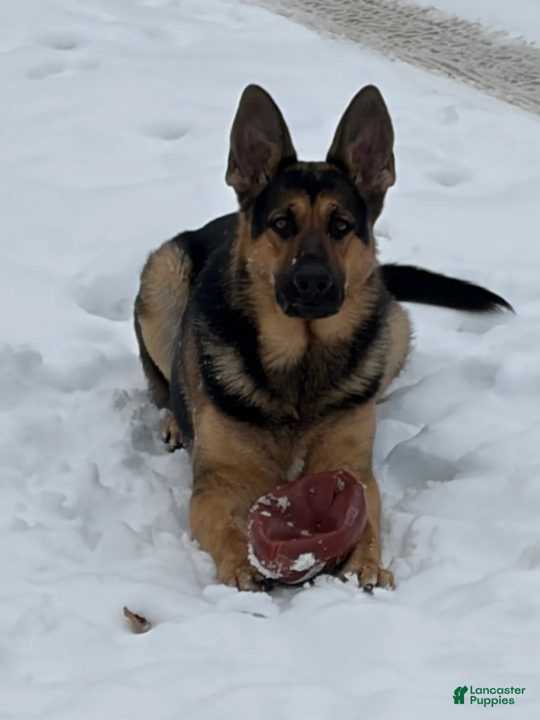 German Shepherd dogs for sale: German Shepherd Puppy 4 - Ad 18